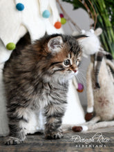 Load image into Gallery viewer, Cat Cave, Christmas Tree